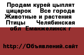 Продам курей цыплят,цицарок. - Все города Животные и растения » Птицы   . Челябинская обл.,Еманжелинск г.